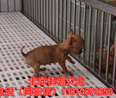 纯种吉娃娃犬多少钱一只苹果头吉娃娃精品吉娃娃犬保健康图片