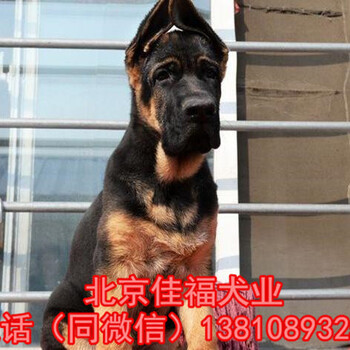 纯种德国牧羊犬德国黑背赛系德牧德牧幼犬