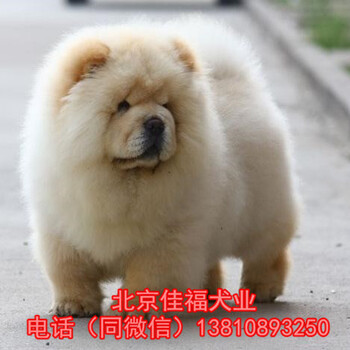北京哪有卖松狮幼犬的美系小体松狮赛级松狮健康有保障