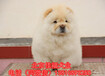 北京哪里卖纯种松狮幼犬松狮犬价格高品质松狮幼犬保健康