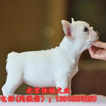 北京法国斗牛犬价格纯种法国斗牛犬法牛幼犬