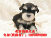 纯种雪纳瑞多少钱一只北京哪卖雪纳瑞幼犬精品雪纳瑞犬