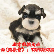 纯种雪纳瑞多少钱一只北京哪卖雪纳瑞幼犬精品雪纳瑞犬