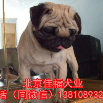 纯种巴哥幼犬多少钱北京哪卖巴哥幼犬出售巴哥幼犬