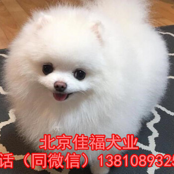 北京哪里卖纯种博美犬哈多利球体博美三个月包退换