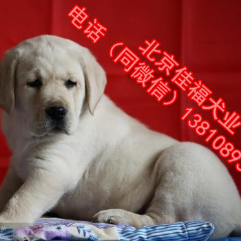 北京纯种拉布拉多犬多少钱一只奶白色拉布拉多出售签协议