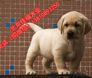 北京纯种拉布拉多犬多少钱一只奶白色拉布拉多保健康三个月图片