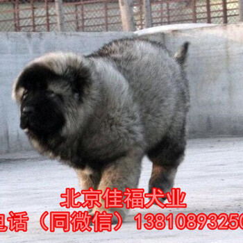 北京哪里卖纯种高加索幼犬巨型高加索犬三个月包退换