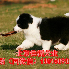 纯种边境牧羊犬北京哪有卖边牧幼犬的出售3个月边牧幼犬