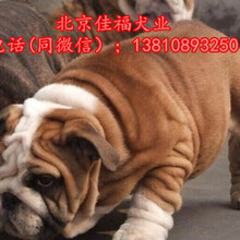 北京哪里卖纯种英牛幼犬大鼻筋英国斗牛犬签保障协议