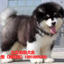 北京哪里卖纯种阿拉斯加幼犬大骨架阿拉斯加幼犬签署协议
