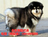 北京哪里卖阿拉斯加幼犬纯种阿拉斯加犬大骨架阿拉斯加犬