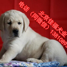 北京拉布拉多犬多少钱一只拉布拉多犬好养吗保纯种健康