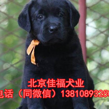 纯种拉布拉多犬多少钱出售高品质拉布拉多幼犬签署协议