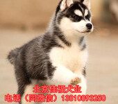 纯种哈士奇犬多少钱一只北京哪卖哈士奇幼犬精品哈士奇犬
