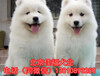 纯种萨摩耶犬多少钱一只萨摩耶犬价格出售精品萨摩耶犬