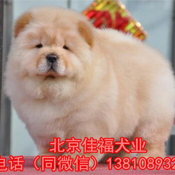 北京哪有卖纯种松狮犬的美系小体松狮松狮幼犬