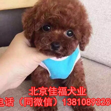 纯种泰迪犬价格北京哪卖泰迪犬出售3个月精品泰迪幼犬