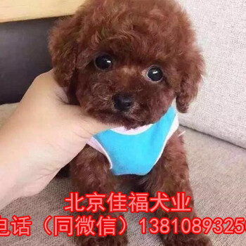 纯种泰迪犬价格北京哪卖泰迪犬出售3个月泰迪幼犬