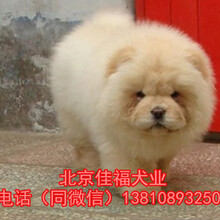 北京松狮犬价格肉嘴松狮美系松狮出售3个月松狮幼犬