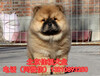  How much does Beijing sell purebred chow puppies? How much does it cost to sell high-quality chow puppies directly