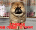北京哪里賣松獅幼犬純種松獅犬多少錢美系小體松獅簽協議