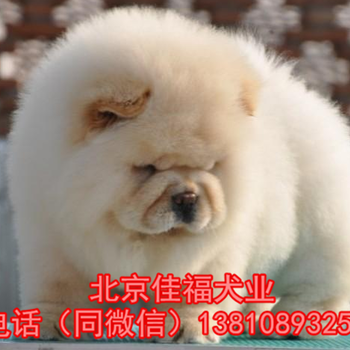 北京哪里卖松狮幼犬纯种松狮犬多少钱一只3个月大松狮犬