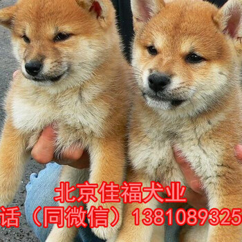 纯种日本柴犬黑色柴犬北京哪里卖柴犬幼犬柴犬好养吗