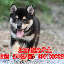 北京哪有卖纯种柴犬的日本柴犬3个月精品柴犬健康保障