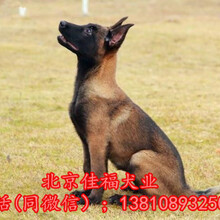 北京哪有卖纯种马犬的出售3个月精品马犬北京家福犬业