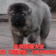北京哪里卖纯种高加索幼犬俄罗斯巨型高加索签保障协议
