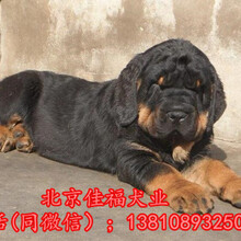 纯种罗威纳犬幼犬多少钱北京哪卖罗威纳犬精品罗威纳犬