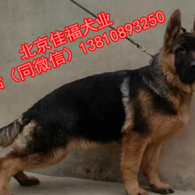 纯种德国牧羊犬北京哪里卖德牧幼犬出售3个月精品德牧犬