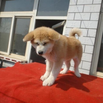 纯种秋田犬多少钱日本秋田赛级秋田秋田幼犬