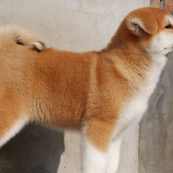 北京哪有卖秋田幼犬的纯种秋田犬多少钱出售秋田犬