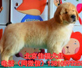 北京哪有賣金毛犬的金毛犬價格楓葉系金毛犬出售簽協議