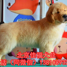 北京哪有卖金毛犬的金毛犬价格枫叶系金毛犬出售签协议