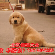 北京哪卖纯种金毛犬金毛犬价格出售精品金毛幼犬保健康