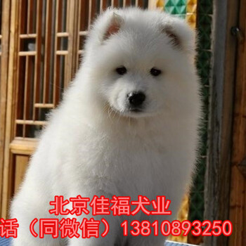 北京哪里卖萨摩耶幼犬萨摩耶犬价格出售萨摩耶犬