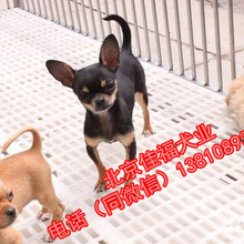 北京哪有卖吉娃娃邀幼犬的纯种哈吉娃娃高品质吉娃娃犬