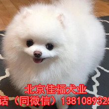 北京纯种博美犬多少钱赛级博美犬出售3个月高品质博美犬