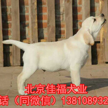 北京哪有卖拉布拉多犬的纯种拉布拉多奶白色拉布拉多保健康