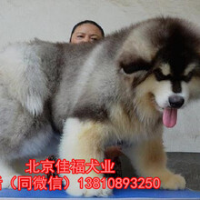 北京哪卖阿拉斯加幼犬纯种阿拉斯加犬多少钱购买签订协议