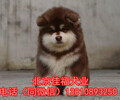 北京哪有賣阿拉斯犬的阿拉斯加犬價格大骨架阿拉斯加犬