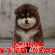 北京哪有卖阿拉斯犬的阿拉斯加犬价格大骨架阿拉斯加犬