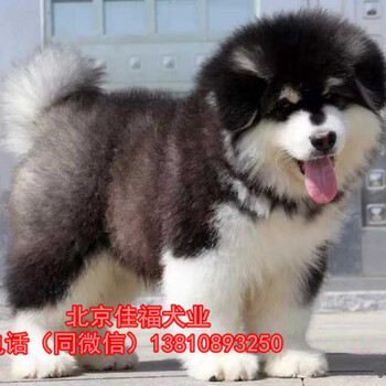 纯种阿拉斯加犬多少钱灰桃阿拉斯加3个月大阿拉斯加幼犬