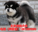 北京哪里卖阿拉斯加幼犬纯种阿拉斯加精品阿拉斯加幼犬图片