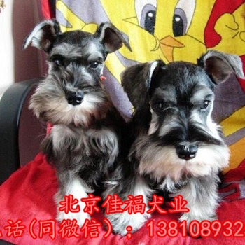 北京哪卖雪纳瑞幼犬纯种雪纳瑞犬价格雪纳瑞犬怎么训练