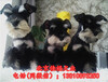 北京哪有卖雪纳瑞犬的纯种雪纳瑞犬出售3个月大雪纳瑞犬