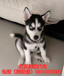 纯种哈士奇哈士奇犬价格3个月大哈士奇犬北京家福犬业